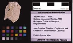 Foto (Objekt + Etiketten) von Coelopus hoheneggeri (Moericke, 1889) (NHMW-GEO-1990-0041-0238)
